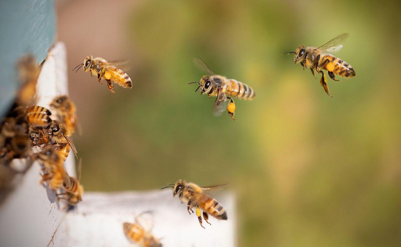 Read more about the article Las abejas no deberían poder volar