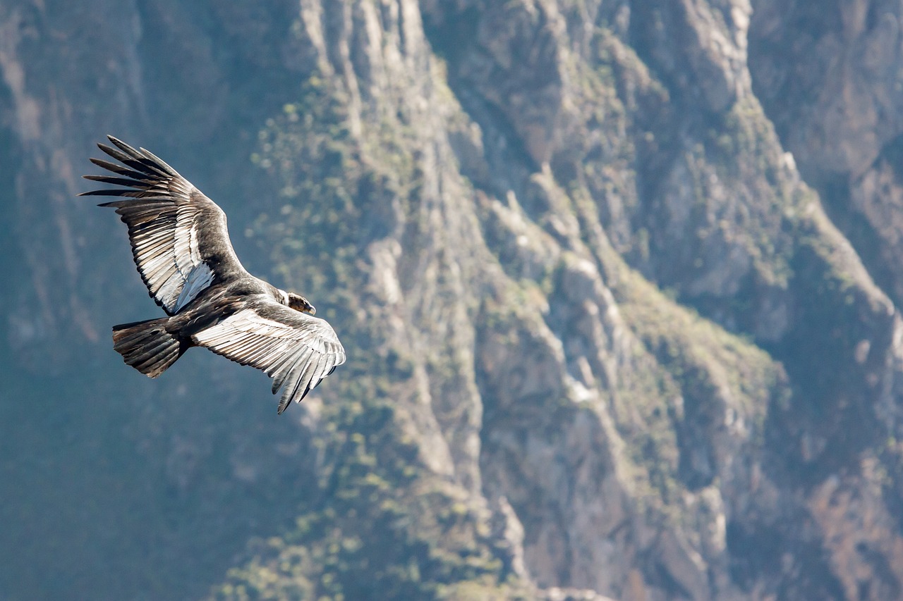 Read more about the article Desde las alturas